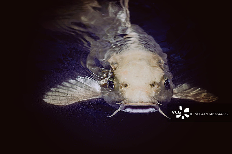 水族箱中游动的鱼特写图片素材