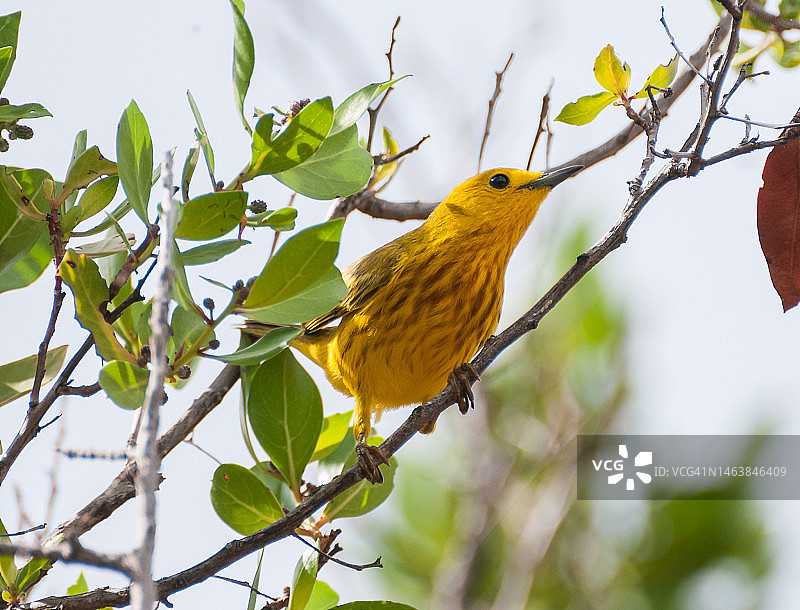 仰视：鸣莺栖息在树上，英属维尔京群岛牛肉岛图片素材