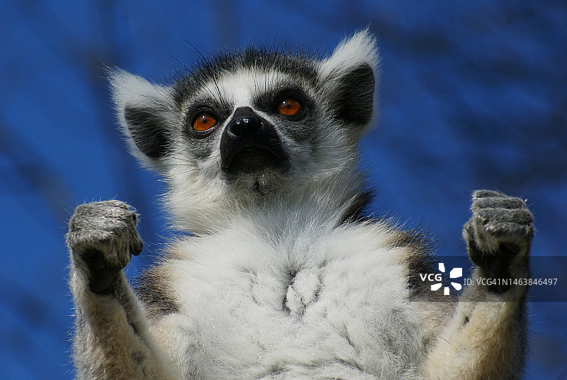 奥地利萨尔茨堡戒指特写图片素材