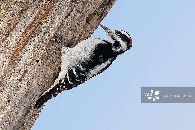 啄木鸟栖息在树上图片素材