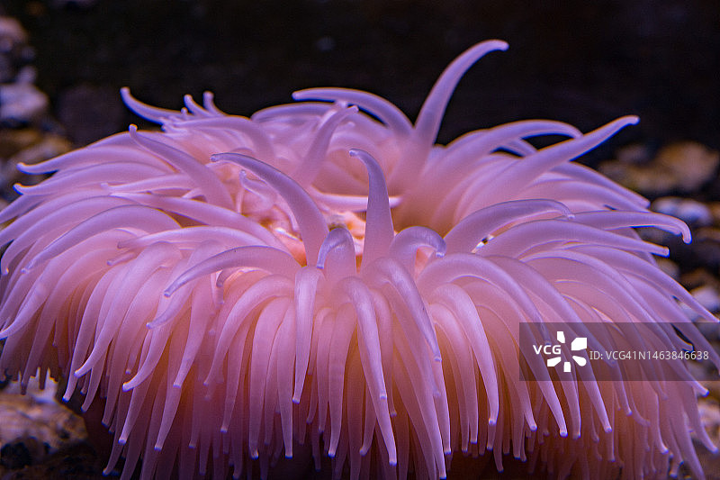 海洋中的珊瑚特写图片素材