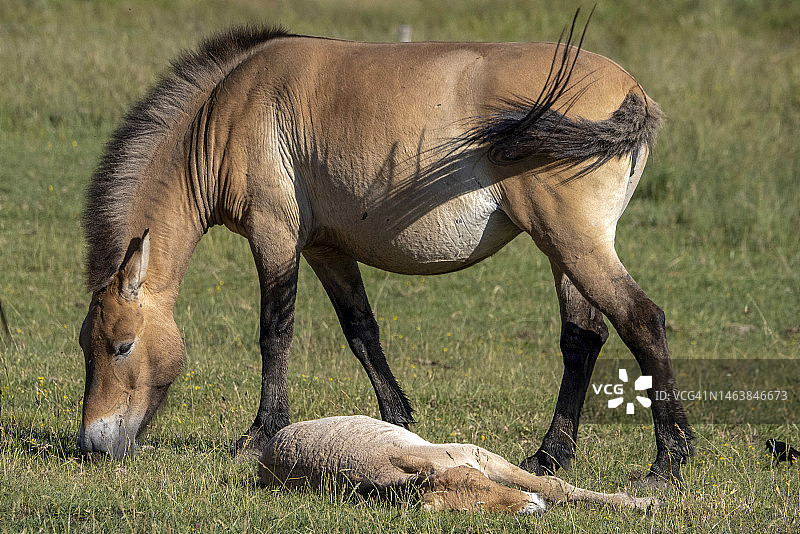 夏季新生普氏野马肖像图片素材