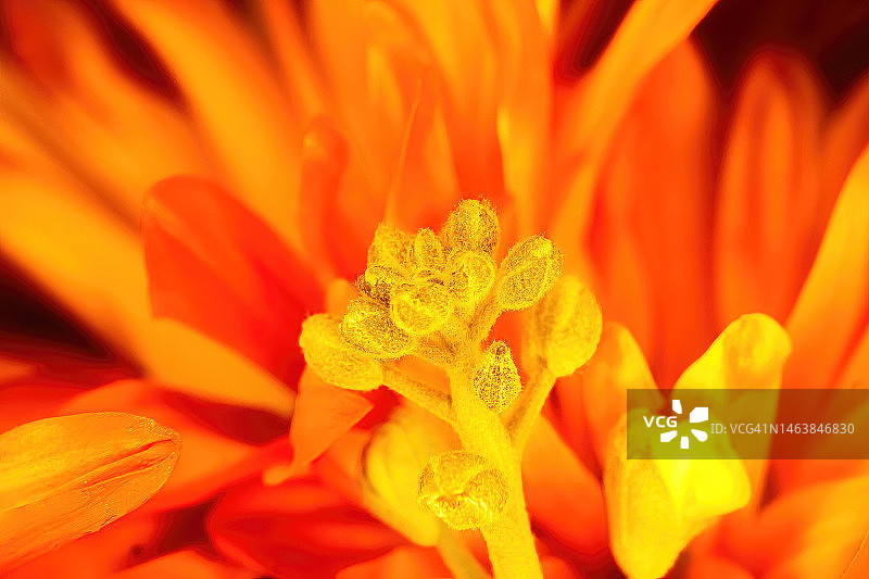 美国威斯康星州花蕊特写图片素材