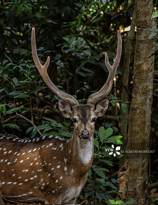 站在森林里的豚鹿肖像图片素材