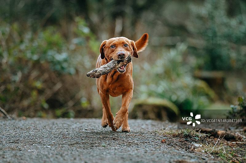 维兹拉犬在英国尼德峡谷高架桥人行道上奔跑的画像图片素材