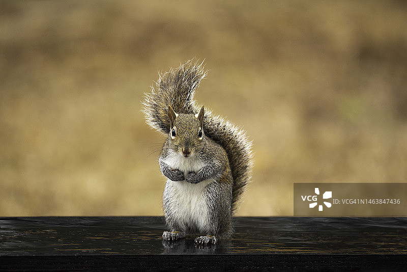 美国，木头上的灰色松鼠图片素材
