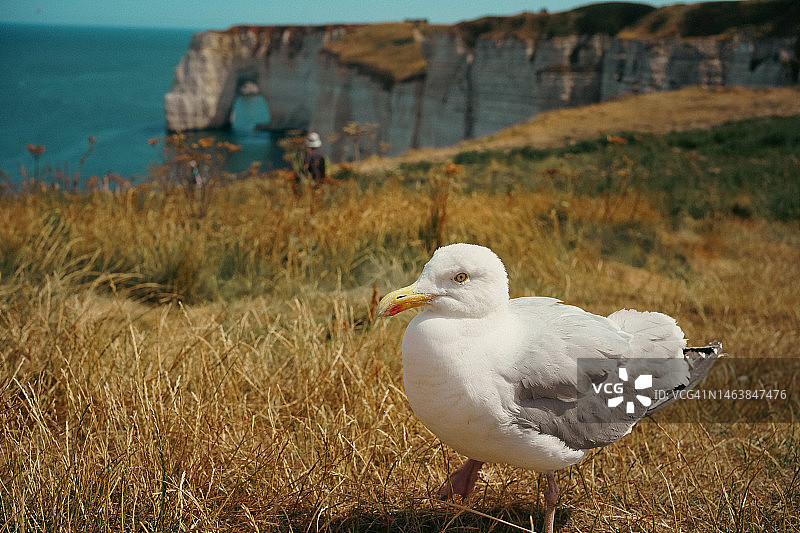 法国布列塔尼：栖息在陆地上的西部海鸥特写图片素材