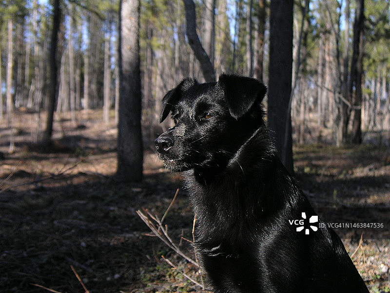 加拿大育空地区森林中黑狗的特写图片素材