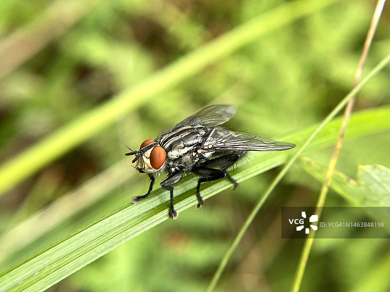 美国马萨诸塞州韦尔斯利树叶上的苍蝇特写图片素材