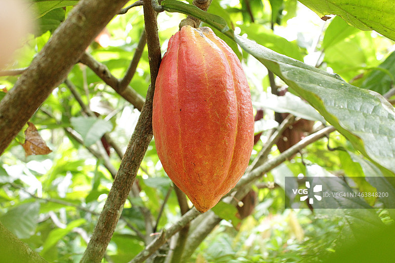 生长在树上的水果特写，印度尼西亚图片素材