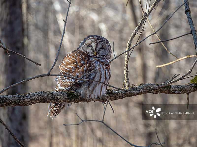 栖息在树枝上的幼年横斑林鸮，美国哈里森堡州立公园图片素材