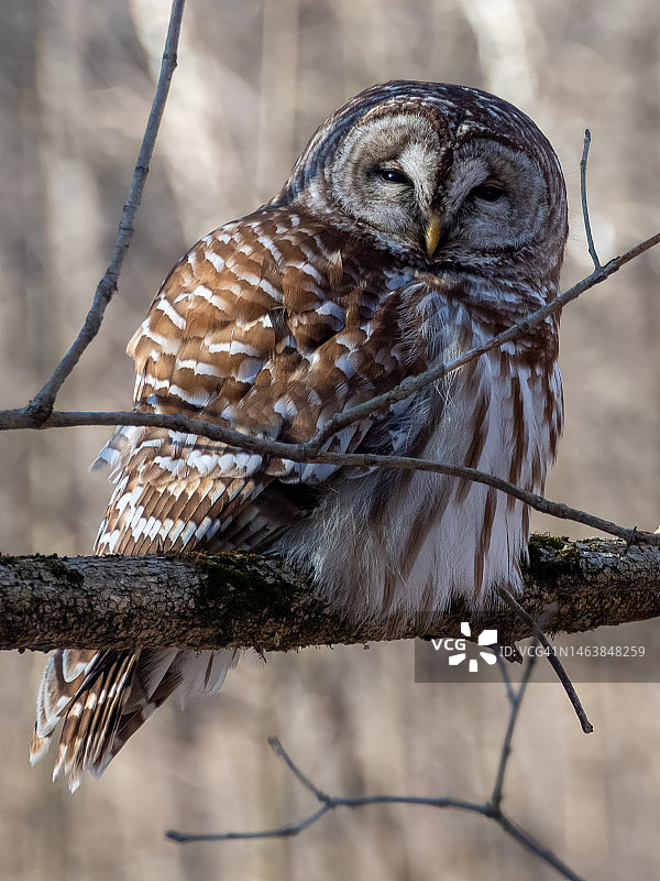 穴鸮栖息在树枝上特写，美国哈里森堡州立公园图片素材