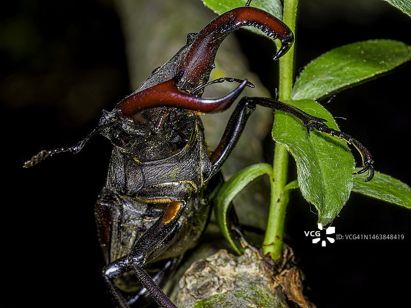 昆虫在植物上的特写，罗马尼亚图片素材