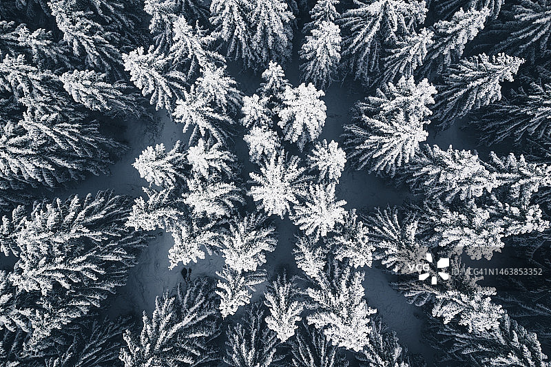 德国曼德尔霍尔茨水坝雪原上的针叶树鸟瞰图图片素材