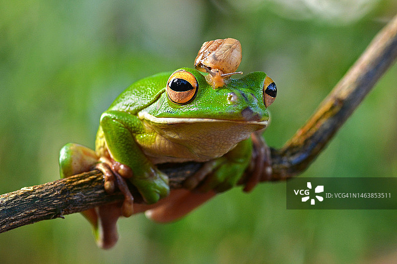 印度尼西亚红色树枝特写图片素材