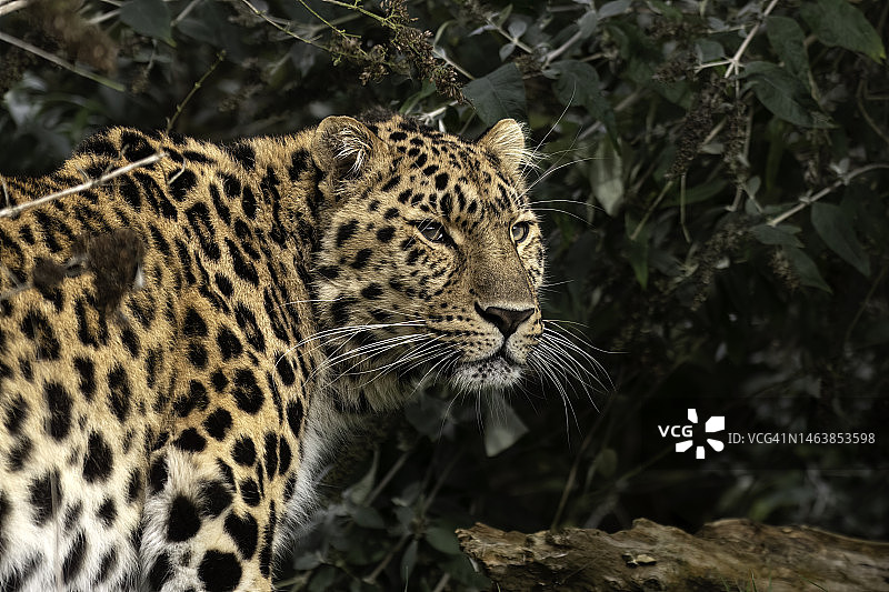 豹子特写，英国阿什福德斯马登图片素材