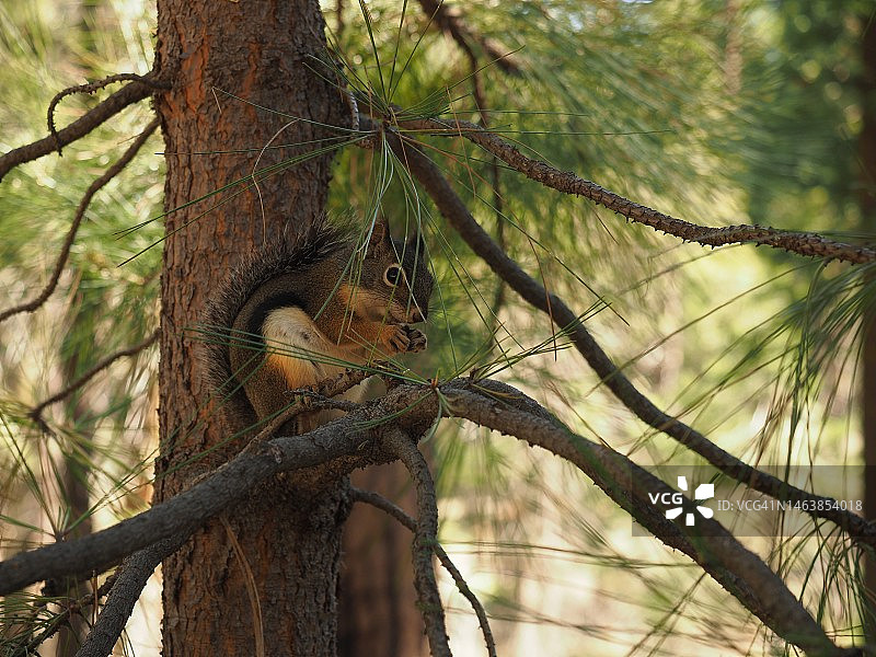 美国树干上的狐狸松鼠特写图片素材