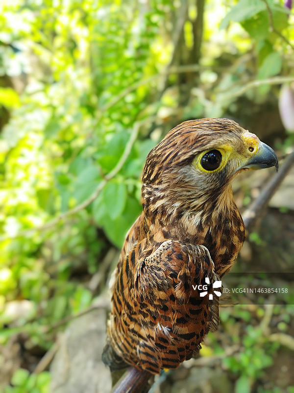 栖息在岩石上的猫头鹰特写，万鸦老，印度尼西亚图片素材