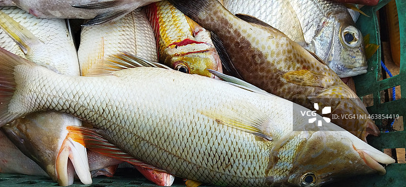 印度尼西亚市场出售的淡水鱼特写图片素材