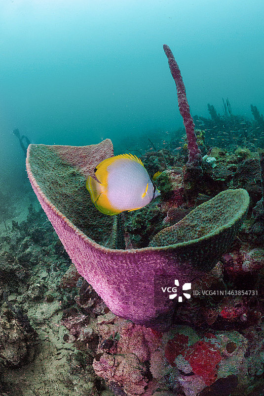 热带蝴蝶鱼在海中畅游的俯视照片，巴拿马博卡斯德尔托罗省图片素材