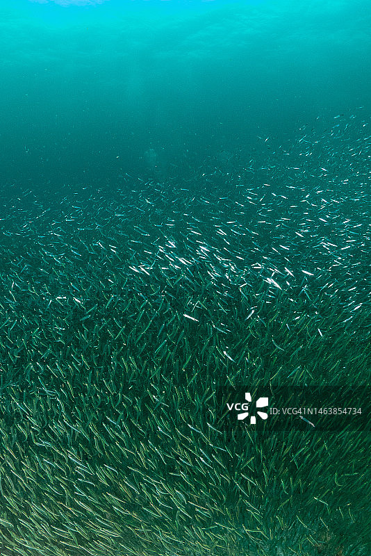 巴拿马博卡斯德尔托罗省大海全画幅照片图片素材