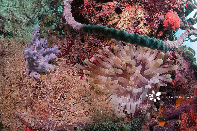 海中珊瑚特写，博卡斯德尔托罗省，巴拿马图片素材