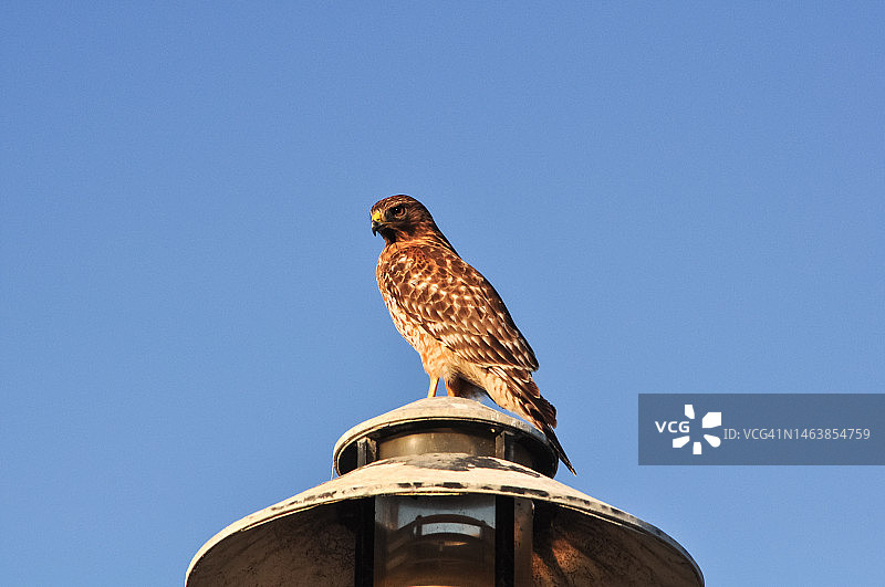 低角度视角：美国青年泻湖，老鹰栖息在树枝上，背景是蔚蓝的天空图片素材