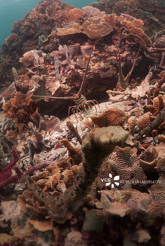 海中珊瑚特写，博卡斯德尔托罗省，巴拿马图片素材