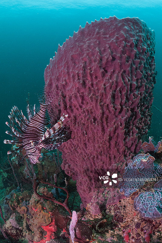海中珊瑚特写，博卡斯德尔托罗省，巴拿马图片素材