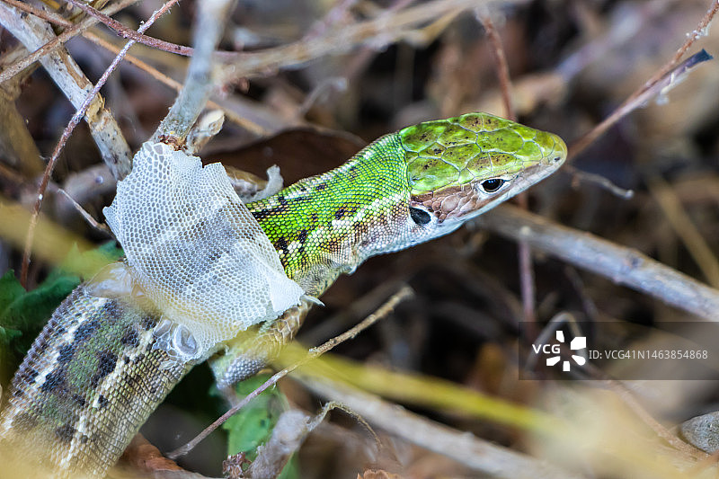保加利亚植物上的蛇特写图片素材
