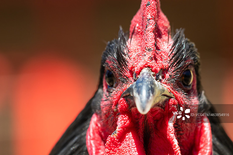 保加利亚的公鸡特写图片素材
