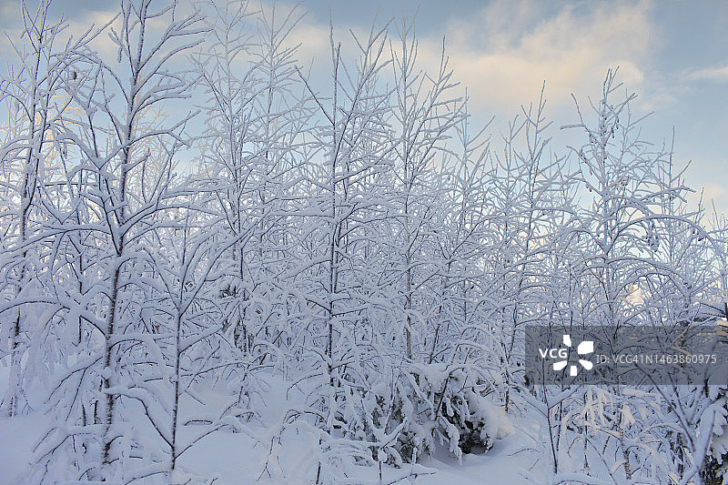 赫尔辛基雪景树木图片素材