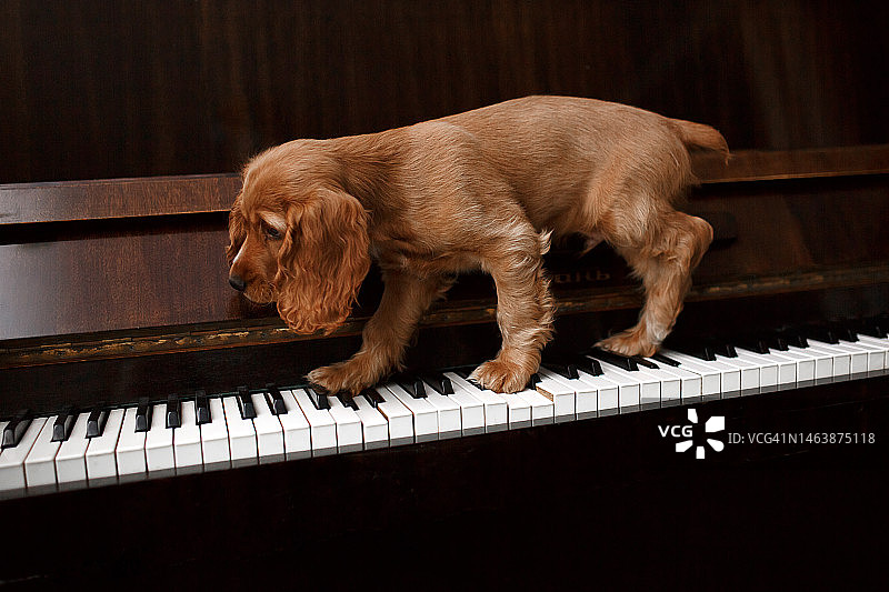 可爱的小金毛可卡犬在钢琴琴键上图片素材