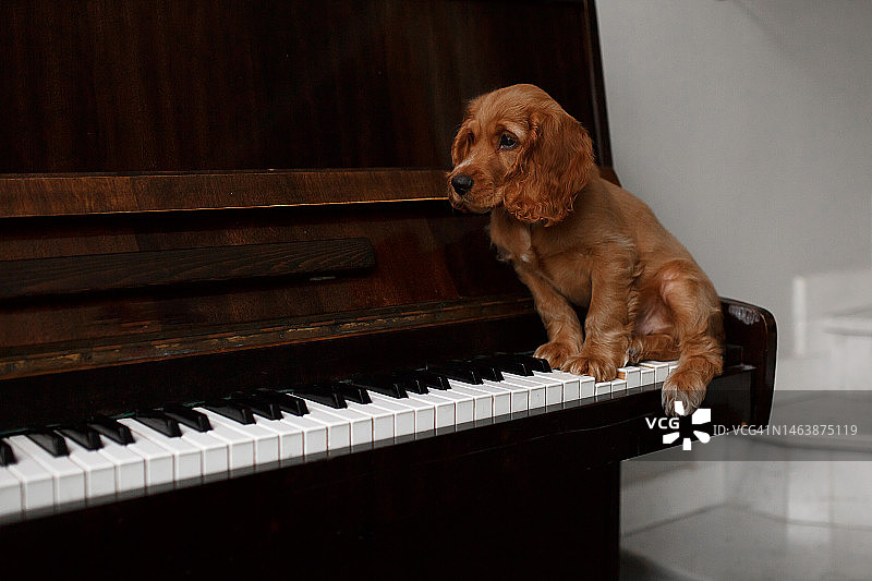 可爱的小金毛可卡犬在钢琴琴键上图片素材
