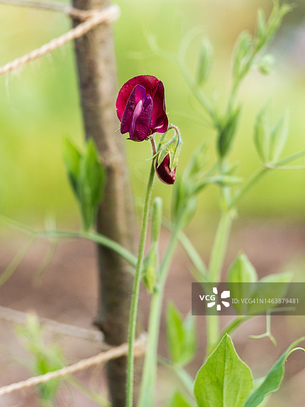 特写：木制框架上的香豌豆花图片素材