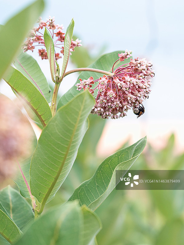 绿色模糊背景上的粉色花朵特写，草地上盛开的马利筋图片素材