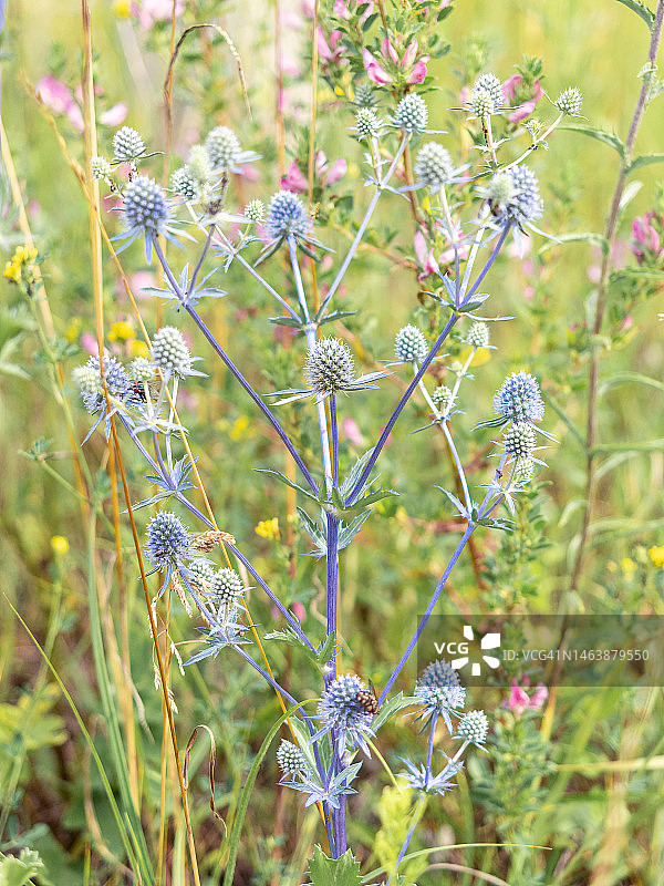 蓝刺头花序的特写，模糊背景图片素材
