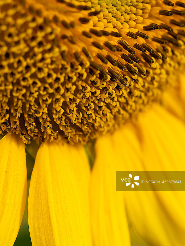 向日葵黄色花蕊特写图片素材
