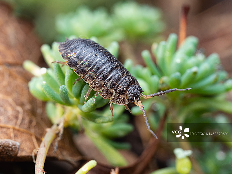 绿色植物上的粗糙鼠妇特写图片素材