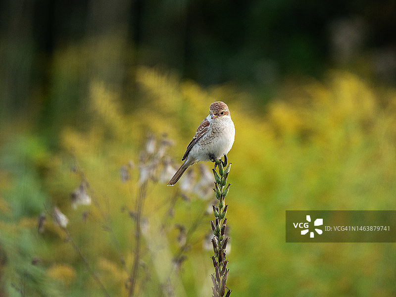 红背伯劳鸟栖息在树枝上的特写图片素材