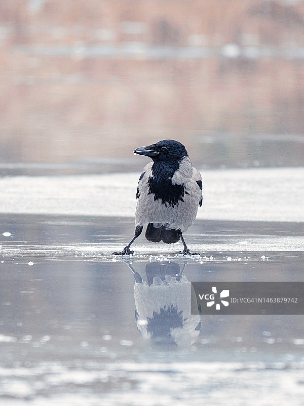 冬季公园里站在冰上的 hooded crow 特写肖像图片素材