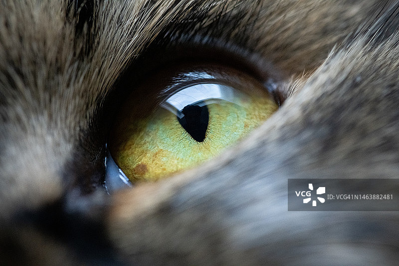 猫眼微距拍摄图片素材