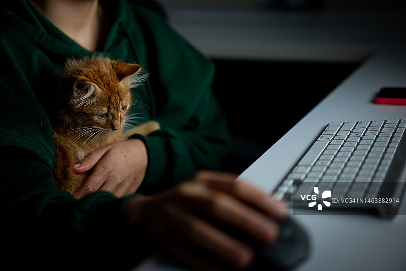 猫咪在室内和人类一起使用电脑图片素材