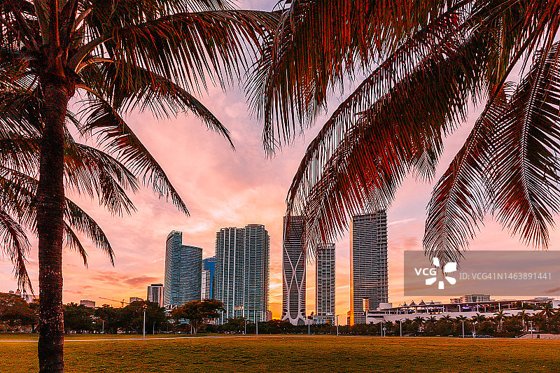 美国佛罗里达州迈阿密市中心摩天大楼，夕阳下的棕榈树环绕图片素材