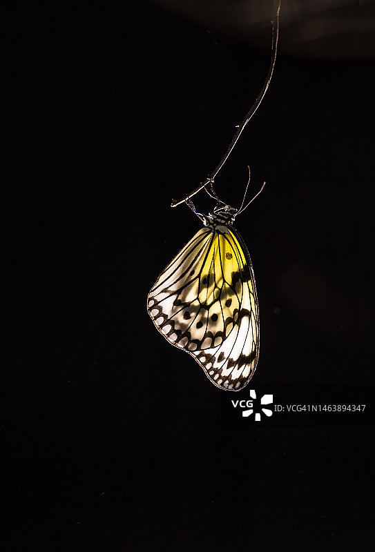 虎斑蝶，日本石垣岛图片素材