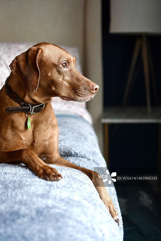 向外看的维兹拉犬图片素材