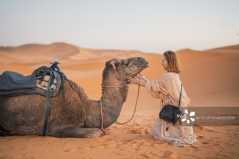 在撒哈拉沙漠触摸骆驼的亚洲女性游客图片素材
