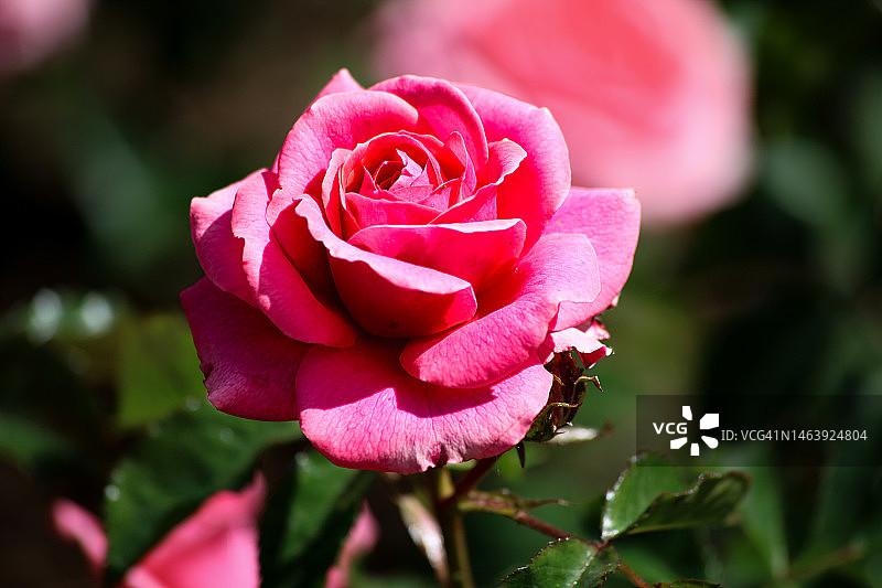 粉色玫瑰图片素材