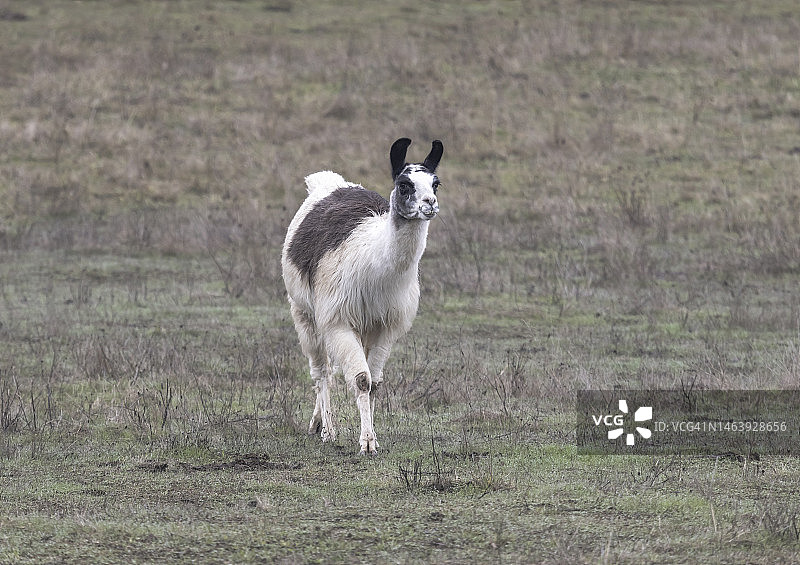 走近的羊驼图片素材