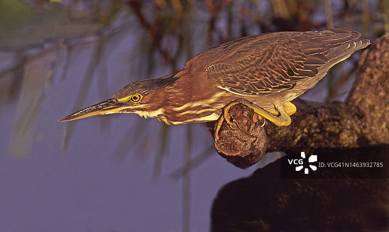 绿背鹭在沼泽地捕猎图片素材